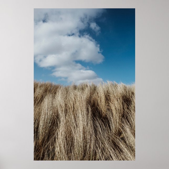 Tall grass under cumulus clouds poster (Front)