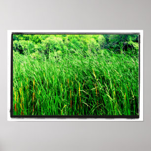 Tall Grass with Cattails in Park Poster