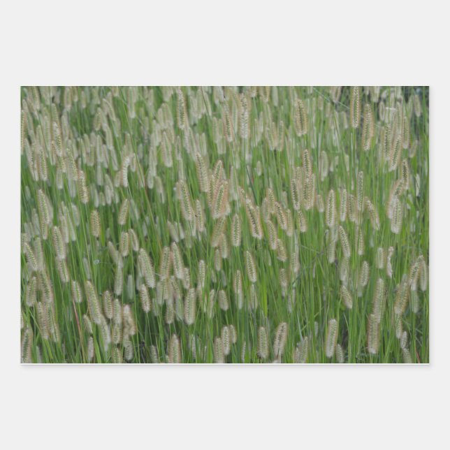 Tall Green Grasses Seeds Wrapping Paper Sheet (Front)