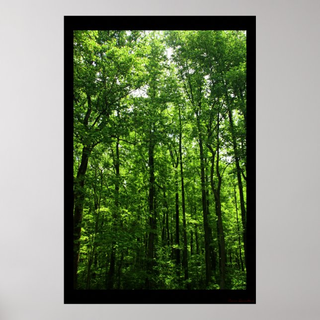 Tall Green Trees Poster #6183 (Front)