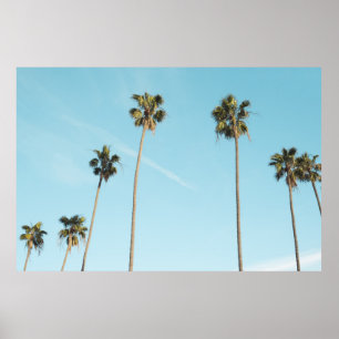 Tall Palm Trees Light Blue Sky Poster