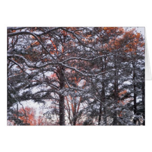 Tall Pine Trees in Snow at Sunrise Winter Photo