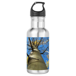 Tall Quaking Aspen Tree 532 Ml Water Bottle