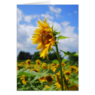Tall Sunflower Card