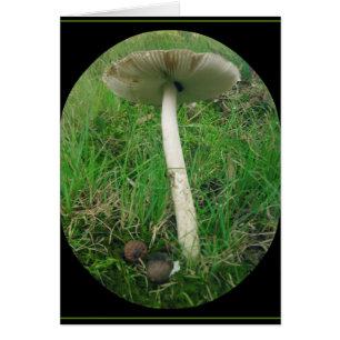 Tall, Tall Shroom