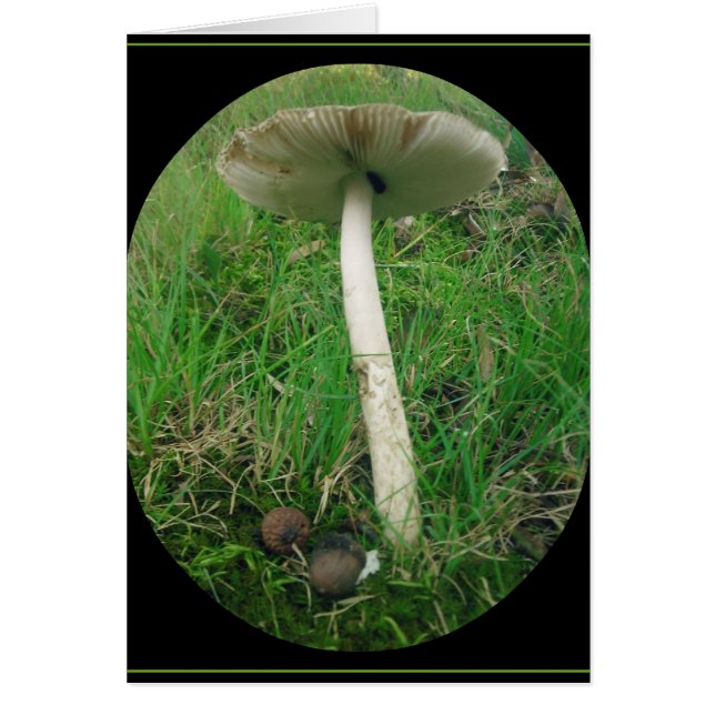 Tall, Tall Shroom (Front)
