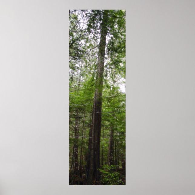 TALL TREE in Forest Art Poster (Front)