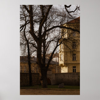 Tall Tree in Walled Garden Poster