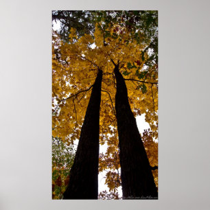 Tall Trees Gold Autmn Leaves Poster