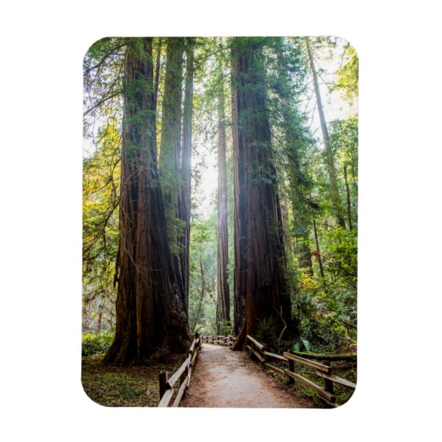 Tall Trees Magnet (Vertical)