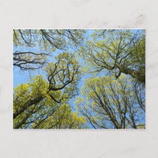 Tall Trees Postcard