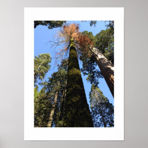 Tall Trees Poster