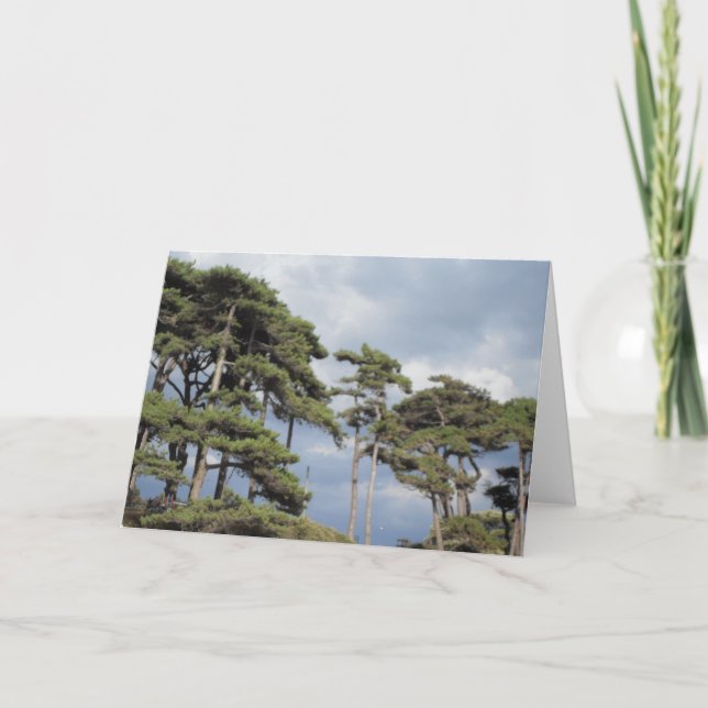 Tall trees with blue sky blank card (Front)