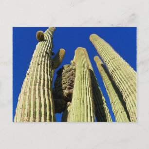 Tallest Crested Saguaro Postcard