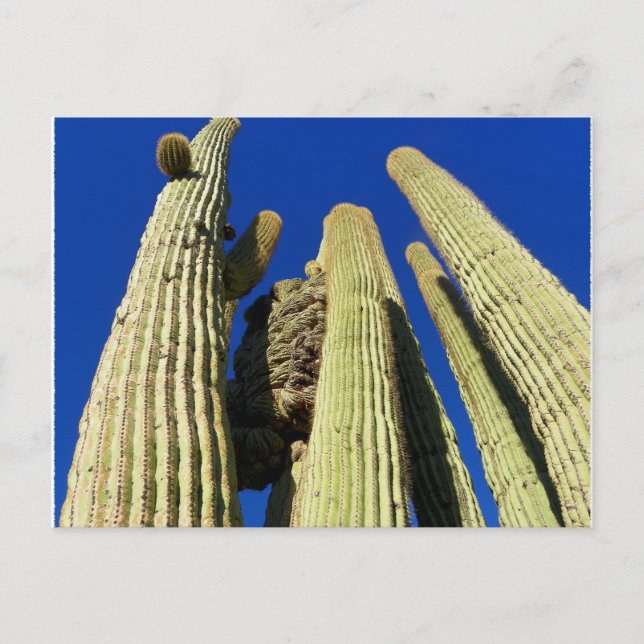 Tallest Crested Saguaro Postcard (Front)