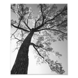 Tallest Tree Photo Print