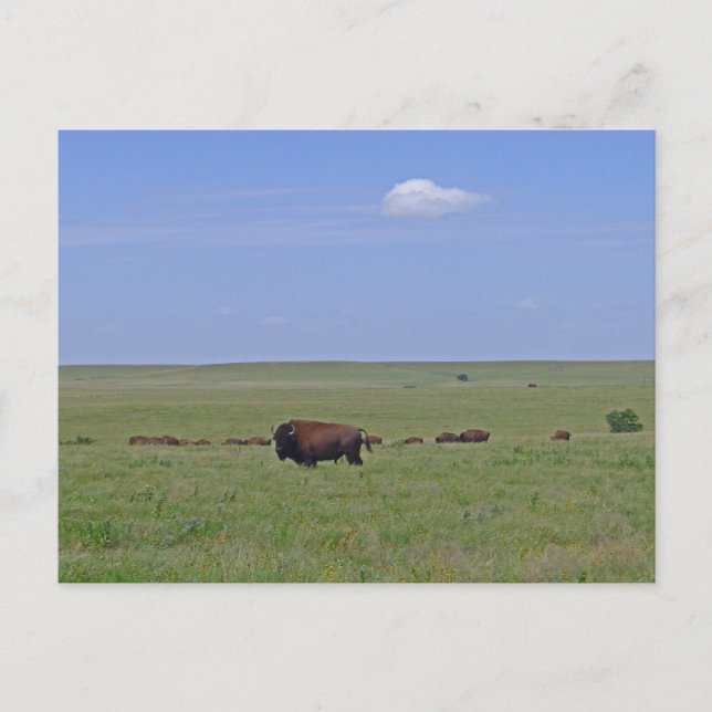 Tallgrass Prairie National Preserve - Kansas Postcard (Front)