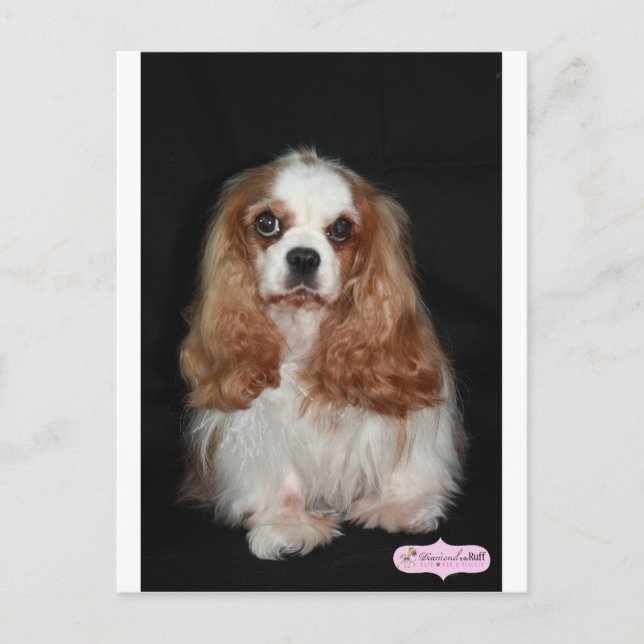 Tallulah Postcard (Front)