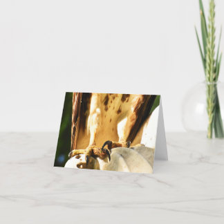 Talons (Red-tailed Hawk #2) - Blank Note Card