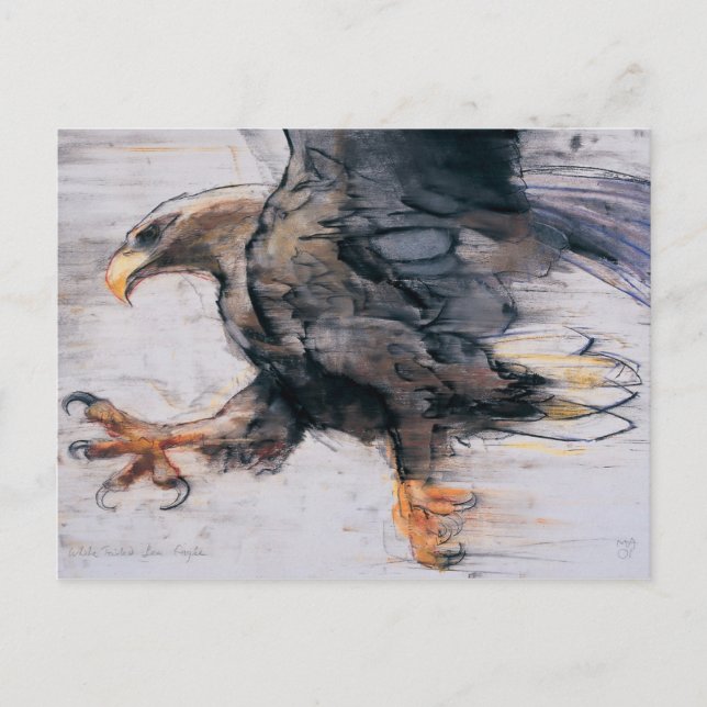 Talons - White tailed Sea Eagle 2001 Postcard (Front)
