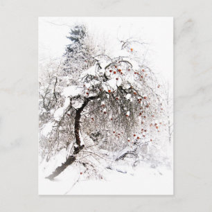 Talviomenat Postcard