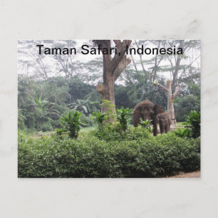 Taman Safari Postcard