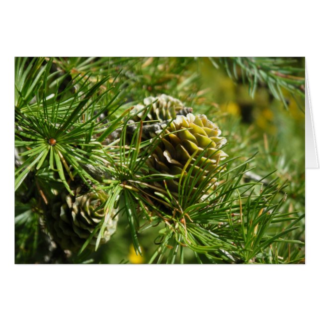 "Tamarack Cone" (Front Horizontal)