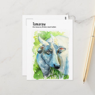 Tamaraw/ Kalabaw/ Philippine Ox- DNM Postcards