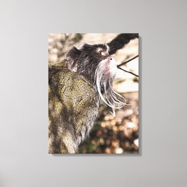 TAMARIN MONKEY   CANVAS PRINT (Front)