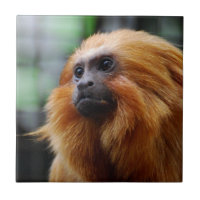Tamarin Monkey