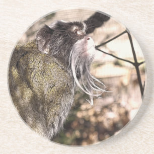 TAMARIN MONKEY COASTER