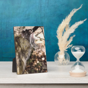 TAMARIN MONKEY   PLAQUE