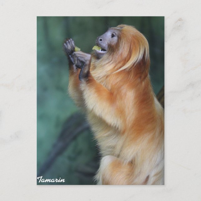 Tamarin Monkey Postcard (Front)