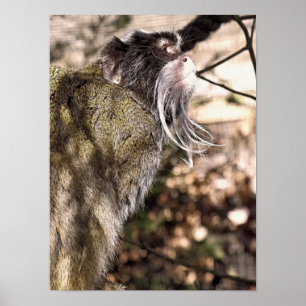TAMARIN MONKEY   POSTER