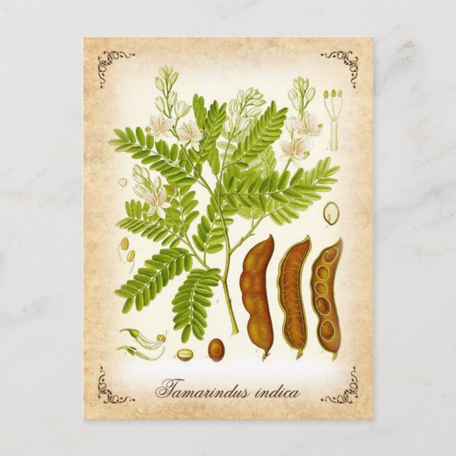 Tamarind - vintage illustration postcard (Front)