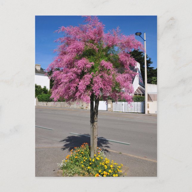 Tamarix tree blooming postcard (Front)