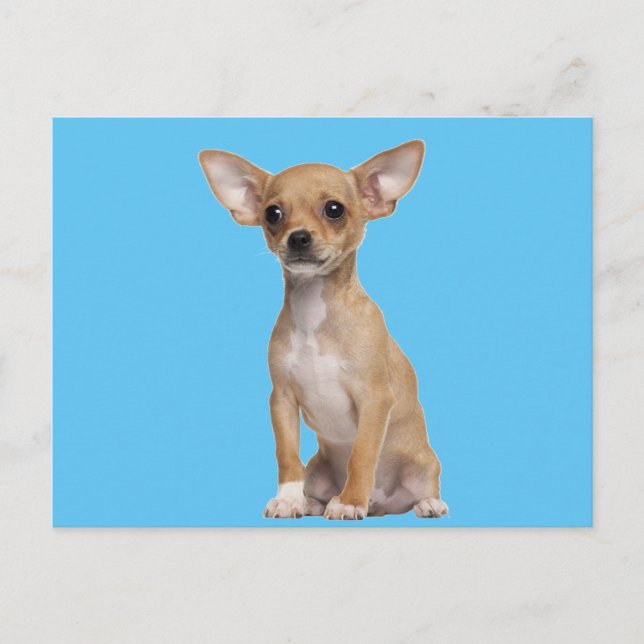 Tan and White Chihuahua Postcard (Front)