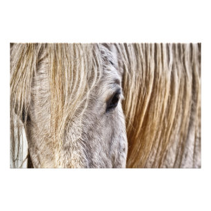 tan barn horse poster 