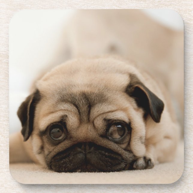 Tan Female Pug Coaster (Front)