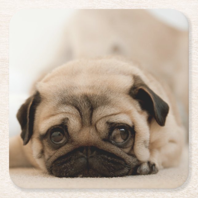 Tan Female Pug Square Paper Coaster (Front)