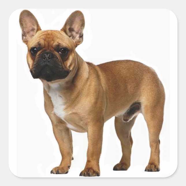 Tan French Bulldog Brown / Black Puppy Dog Square Sticker (Front)