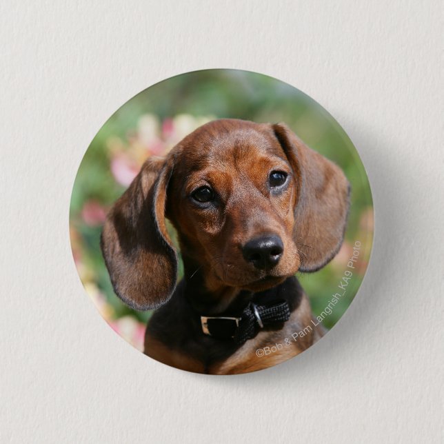 Tan Miniture Dachshund 6 Cm Round Badge (Front)