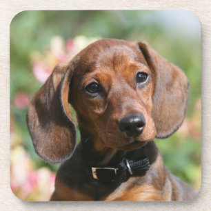 Tan Miniture Dachshund Coaster