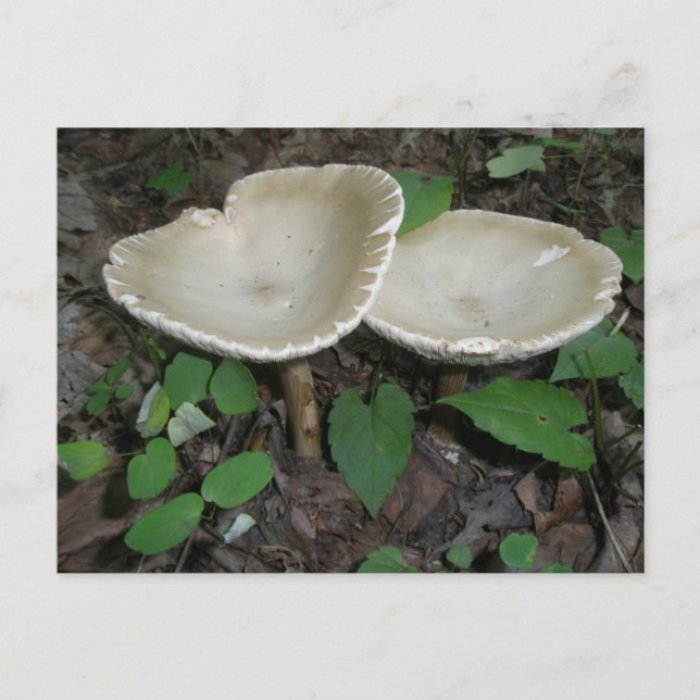 Tan Mushroom Postcard (Front)