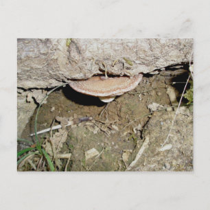 Tan Mushroom Under Log Postcard