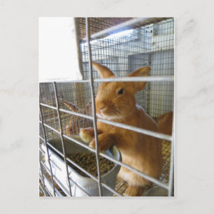 Tan Rabbit Postcard
