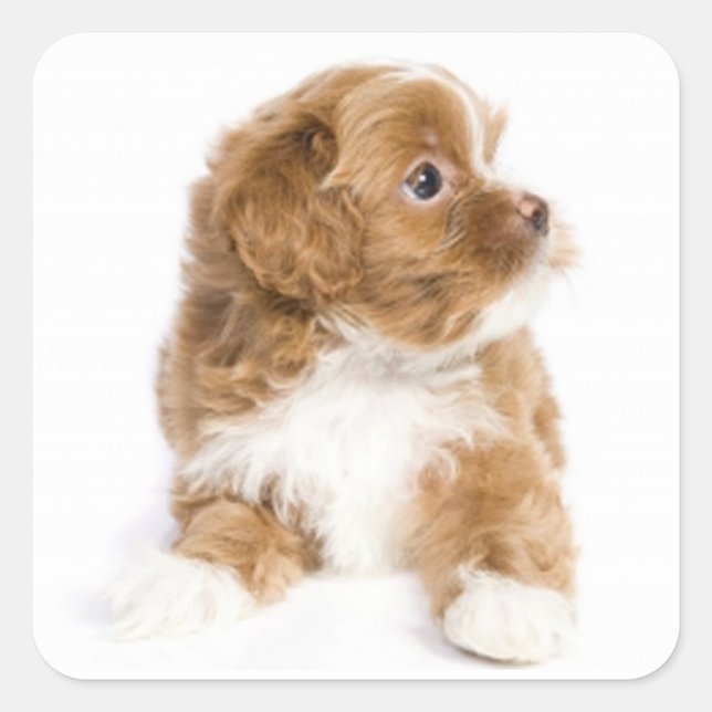 Tan & White Havanese Puppy Dog Sticker (Front)