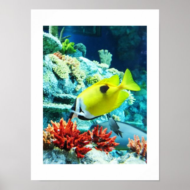 Tang tropical fish poster (Front)