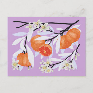 Tangerine Citrus Blooming Branches Floral Lilac Postcard