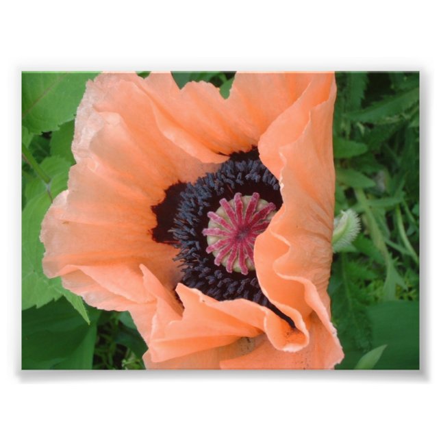 Tangerine coloured poppy 2 photo print (Front)